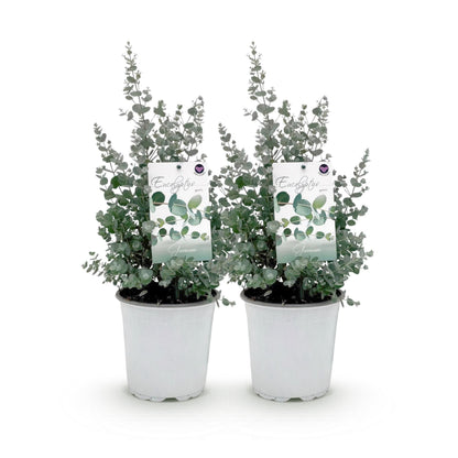 Buitenplant 2x Eucalyptus gunnii - Winterhard - Pot Ø 17cm Hoogte ↕ 40cm