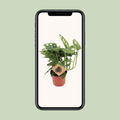 Kamerplant - Monstera Monkey - Pot Ø 12cm Hoogte ↕ 30cm