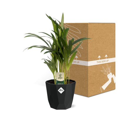 Kamerplant - Dypsis Lutescens (Areca) - Pot Ø 14cm