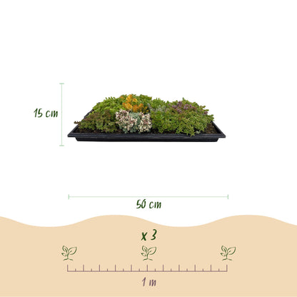 Buitenplant 8x Sedum mat - Winterhard bodembedekker - 10 soorten - 50x30cm