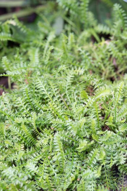 Buitenplant 6x Leptinella squalida - Pot Ø 9cm Hoogte ↕ 10-25cm