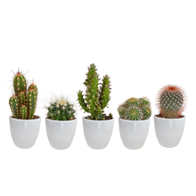 Kamerplant 5x Cactus mix - in witte pot - Pot Ø 5.5cm