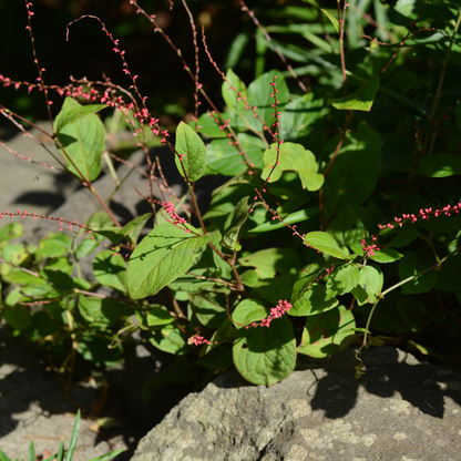 48x Persicaria a. 'Speciosa' - ↕10-25cm - Ø9cm