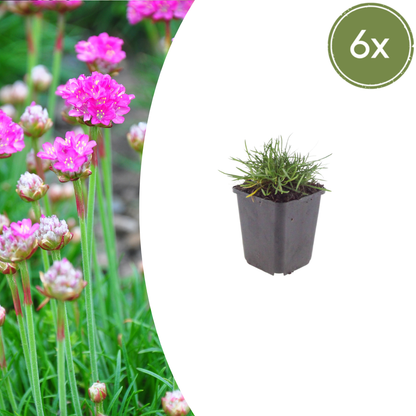 Buitenplant 6x Armeria maritima 'Splendens' - Bloeiend - Pot Ø 9cm Hoogte ↕ 10-25cm