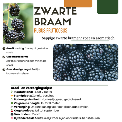 Buitenplant - Zoete oogst trio BIO Fruitplanten mix - Set van 3 soorten