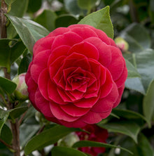 Buitenplant - Camellia japonica 'Black Lace' - Bloeiend - Pot Ø 19cm Hoogte ↕ 65cm