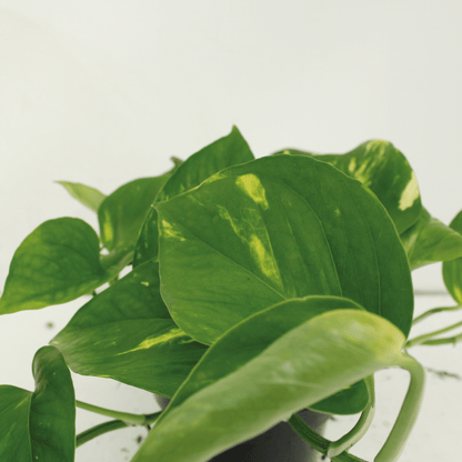 Kamerplant 2x Epipremnum Aureum - Pot Ø 12cm Hoogte ↕ 20cm