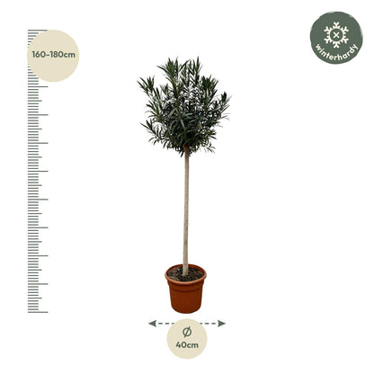 Buitenplant - Nerium Oleander op stam wit - Bloeiend - Pot Ø 40cm Hoogte ↕ 170cm