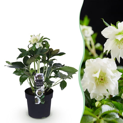 Buitenplant - Helleborus orientalis Double Ellen White - Groenblijvend - Pot Ø 14cm Hoogte ↕ 35cm