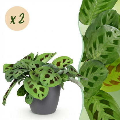 Kamerplant 2x Maranta Fascinator Kerchoveana - Zebraplant - Pot Ø 12cm Hoogte ↕ 25cm