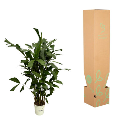 Kamerplant - Caryota Mitis - Pot Ø 21cm Hoogte ↕ 120cm