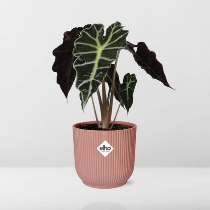 Kamerplant - Alocasia 'Polly' - Pot Ø 14cm