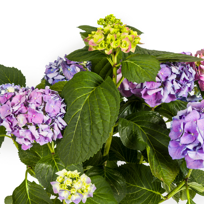 Buitenplant - Hydrangea Macrophylla Blue - Bloeiend - Pot Ø 24cm Hoogte ↕ 70-80cm