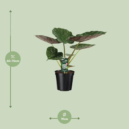 Kamerplant - Alocasia Wentii - Olifantsoor - Pot Ø 19cm Hoogte ↕ 70cm