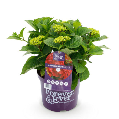 Buitenplant - Hortensia Hydrangea Forever & Ever Rood - Bloeiend - Pot Ø 23cm Hoogte ↕ 55cm