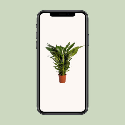 XL Kamerplant - Spathiphyllum Sweet Sebastiano - Pot Ø 24cm Hoogte ↕ 110cm