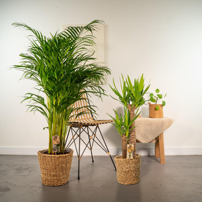 Kamerplant - Areca + Yucca Combi - Pot Ø 24cm / Ø 21cm Hoogte ↕ 130cm / ↕ 100cm