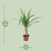 Kamerplant - Yucca - Pot Ø 12cm Hoogte ↕ 50cm