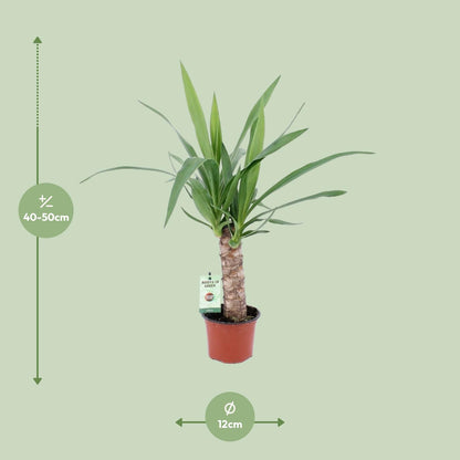 Kamerplant - Yucca - Pot Ø 12cm Hoogte ↕ 50cm