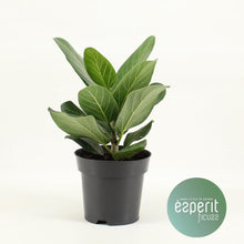 Kamerplant - Ficus Benghalensis Audrey - Pot Ø 14cm Hoogte ↕ 30cm