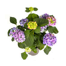 Buitenplant - Hydrangea Macrophylla Blue - Bloeiend - Pot Ø 24cm Hoogte ↕ 70-80cm
