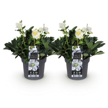 Buitenplant 2x Helleborus Christmas Carol - Bloeiend - Pot Ø 17cm Hoogte ↕ 35cm