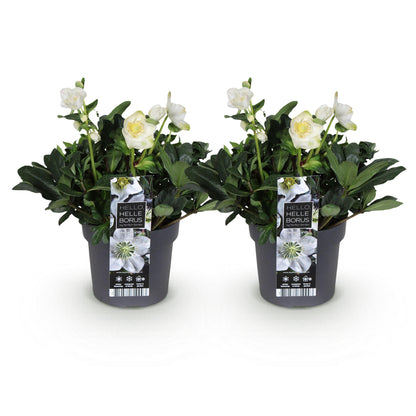 Buitenplant 2x Helleborus Christmas Carol - Bloeiend - Pot Ø 17cm Hoogte ↕ 35cm