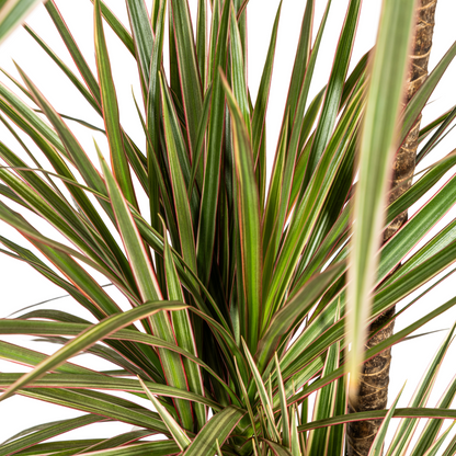 Kamerplant - Dracaena Marginata Bicolor - Pot Ø 21cm Hoogte ↕ 110-130cm