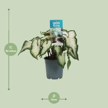 Kamerplant - Caladium Wit - Pot Ø 12cm Hoogte ↕ 25cm