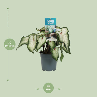 Kamerplant - Caladium Wit - Pot Ø 12cm Hoogte ↕ 25cm