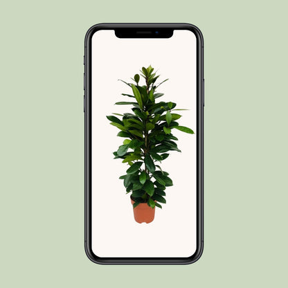 XL kamerplant - Ficus Cyathistipula - Pot Ø 21cm Hoogte ↕ 105cm