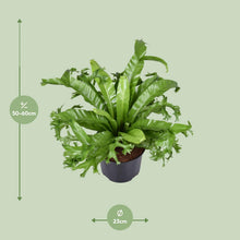 Kamerplant - Asplenium Nidus Crissie - Pot Ø 23cm Hoogte ↕ 55cm
