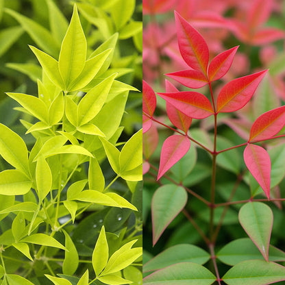 Buitenplant 2x Nandina Duo - Groenblijvend - Pot Ø 17cm Hoogte ↕ 45cm