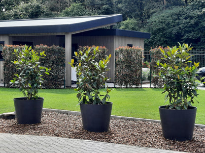 Buitenplant - Photinia fraseri 'Carré Rouge' - Kant-en-Klaar Haag - 120 x 180cm