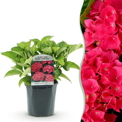 Buitenplant - Hortensia Hydrangea macrophylla Red - Bloeiend - Pot Ø 17cm Hoogte ↕ 30cm