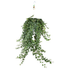 Kamerplant - Hedera Helix Pitsburg - Hangplant XXL - Pot Ø 24cm