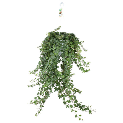 Kamerplant - Hedera Helix Pitsburg - Hangplant XXL - Pot Ø 24cm
