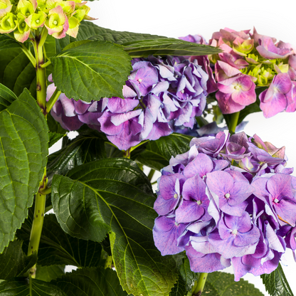 Buitenplant - Hydrangea Macrophylla Blue - Bloeiend - Pot Ø 24cm Hoogte ↕ 70-80cm