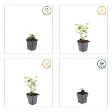 Buitenplant 48x Agastache 'Blue Fortune' - Bloeiend - Pot Ø 9cm Hoogte ↕ 10-25cm