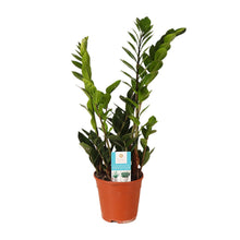 Kamerplant - Zamioculcas Zamiifolia - Pot Ø 14cm Hoogte ↕ 45cm
