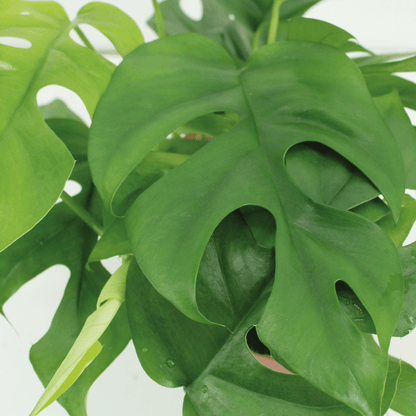 Kamerplant 2x Monstera Minima - Gatenplant - Pot Ø 15cm Hoogte ↕ 30cm