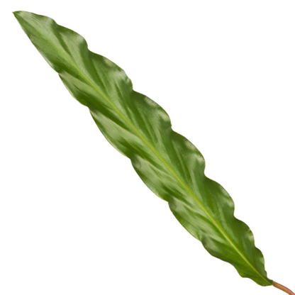 Kamerplant - Calathea Elgergrass - Pot Ø 17cm Hoogte ↕ 70cm