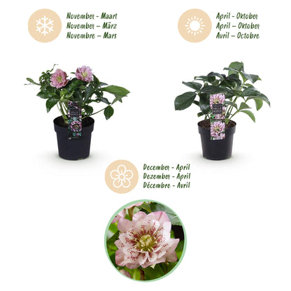 Buitenplant - Helleborus orientalis 'Double Ellen Pink' - Bloeiend - Pot Ø 14cm Hoogte ↕ 35cm