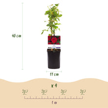 Buitenplant 2x Rosa Red Climber - Klimroos Rood - Pot Ø 11cm Hoogte ↕ 40cm
