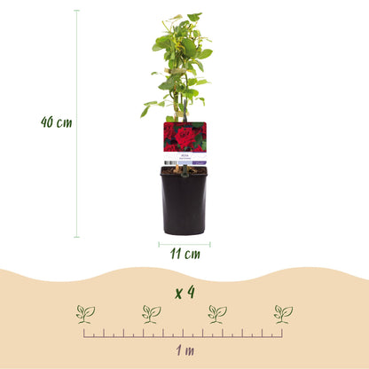 Buitenplant 2x Rosa Red Climber - Klimroos Rood - Pot Ø 11cm Hoogte ↕ 40cm