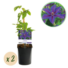 Buitenplant 2x Clematis Mrs. N. Thompson - Bloeiend - Pot Ø 11cm Hoogte ↕ 40cm