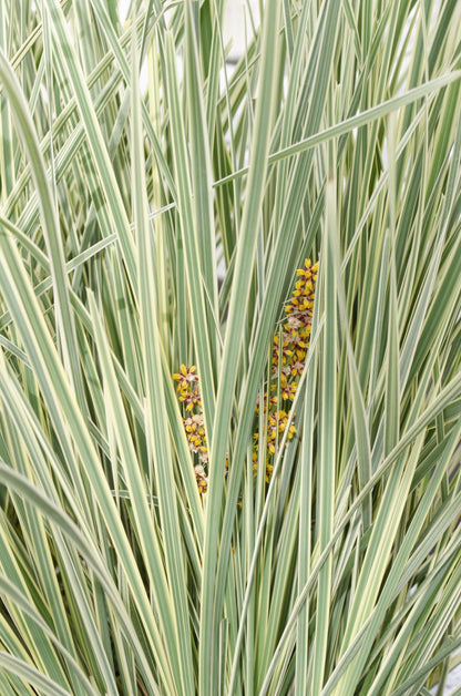 Buitenplant - Lomandra longifolia 'White Sands' - Winterhard - Pot Ø 19cm Hoogte ↕ 40cm