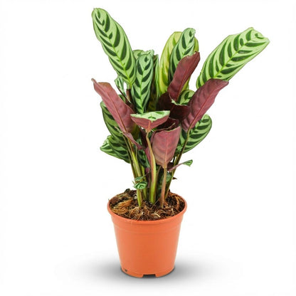 Kamerplant - Ctenanthe Burle-Marxii - Pot Ø 14cm Hoogte ↕ 35-40cm
