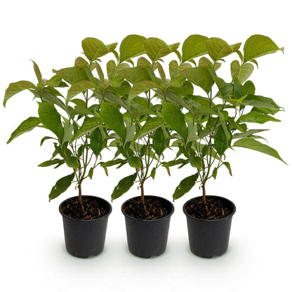 Buitenplant 3x Cornus mas - Bloeiend - Pot Ø 12cm Hoogte ↕ 35cm