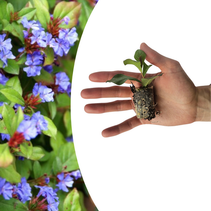 Buitenplant 6x Ceratostigma - Bloeiend - Stekpluggen